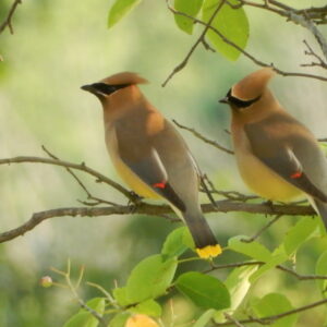 Cedar Waxwing Bird