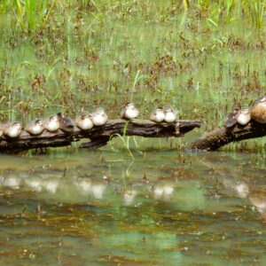 Ducks