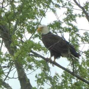 Bald Eagle