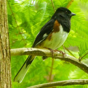 Eastern Towhee Bird
