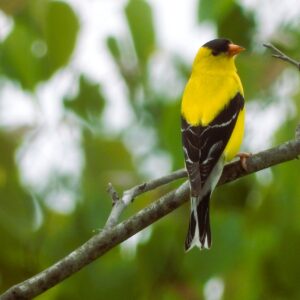 Goldfinch