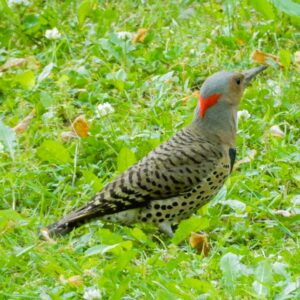 Northern Flicker