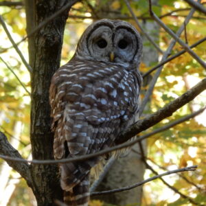 Owl