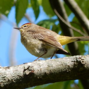Palm Warbler