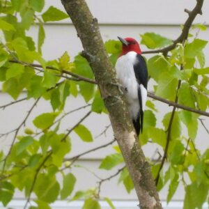 Redheaded Woodpecker
