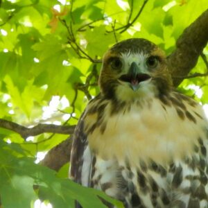 Red-tailed Hawk