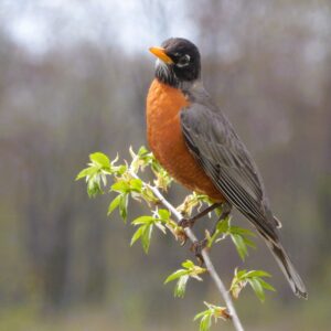 Robin
