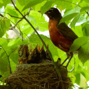 Robin and Babies