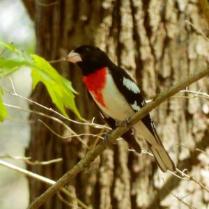 Rose-breasted Grosbeak