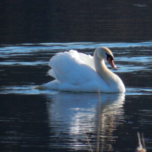 Mute Swan