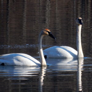 Trumpeter Swans