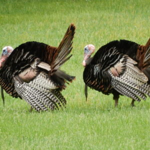 Turkeys