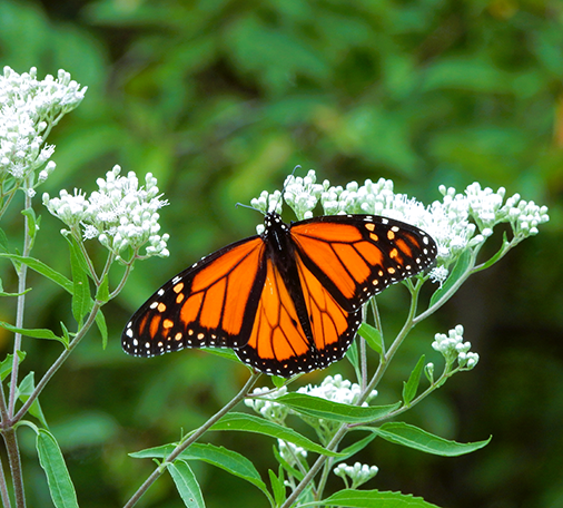 Monarch Butterfly