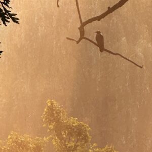 Bird in the Rain