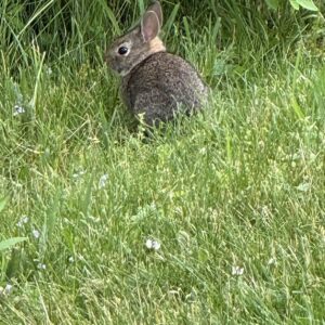 Bunny