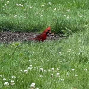 Cardinal