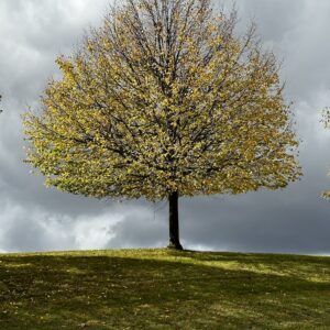 Fall Tree