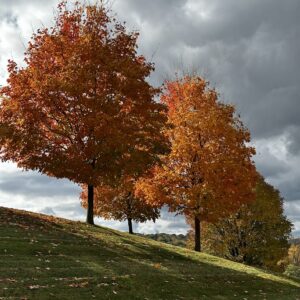 Fall Trees