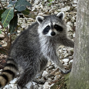 Raccoon