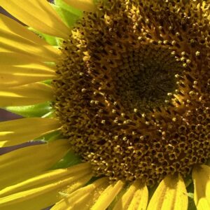 Sunflower Close Up