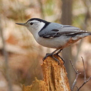 White-breasted Nuthatch