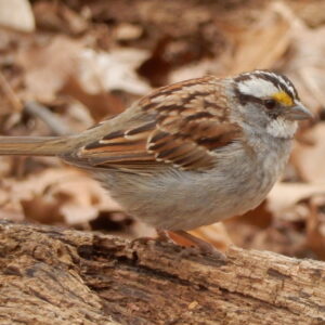 White-throated Sparrow