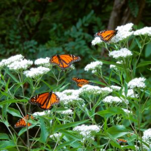 Monarch Butterflies