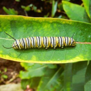 Monarch Caterpillar