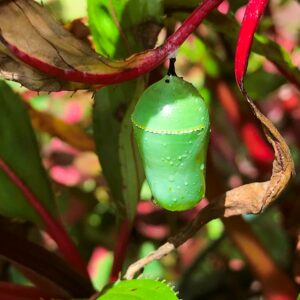 Monarch Chrysalis