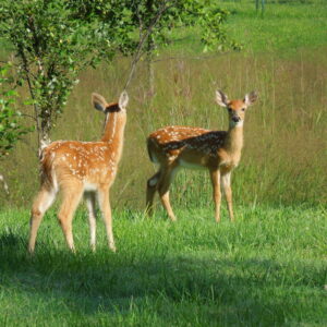 Deer