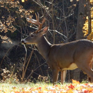 Deer 2