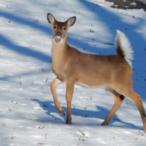 Deer 3