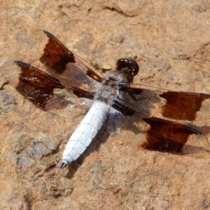 Common Whitetail Dragonfly