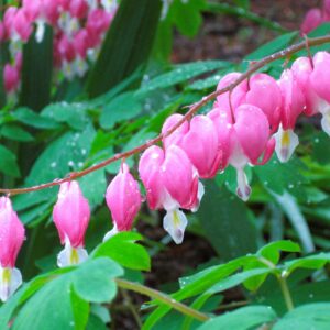 Bleeding Hearts