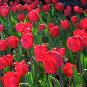 Tulips 2