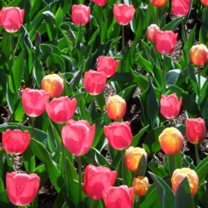 Tulips 3
