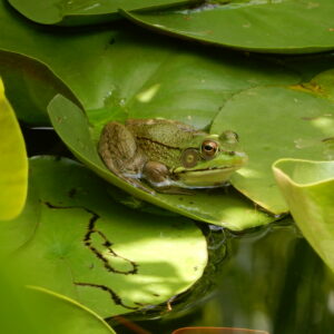Frog