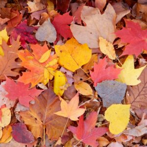 Leaves