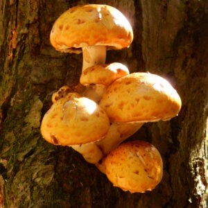 Mushrooms