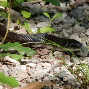 Black Rat Snake