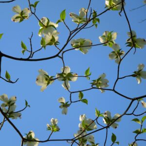 Dogwood Tree