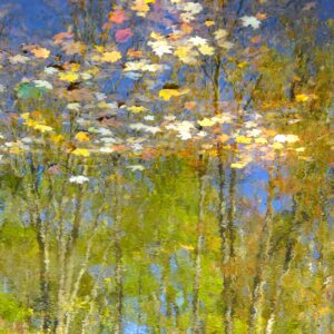 Trees Reflection