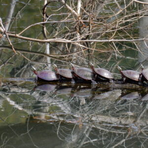 Painted Turtles