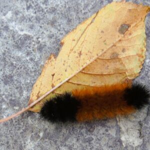 Woolly Bear Caterpillar